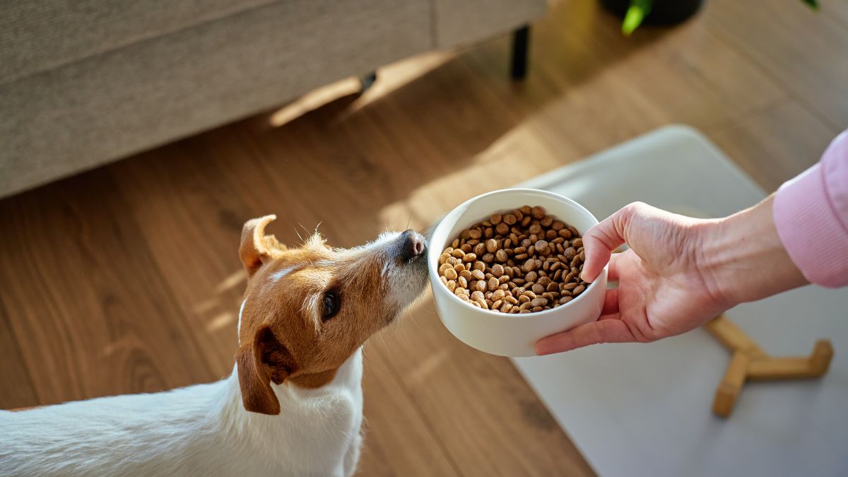 Controversial Pet Feeding Schedules That Create the Healthiest Animals