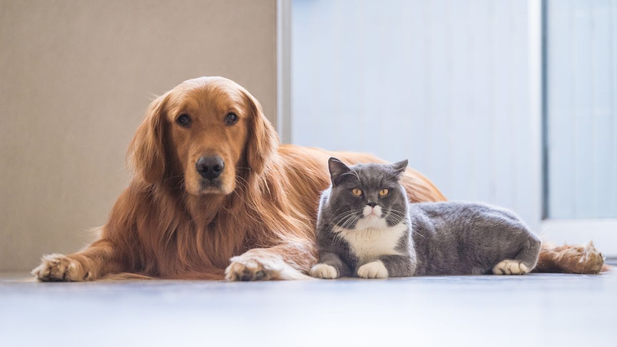 Everyday Pets That Still Have Shocking Wild Instincts