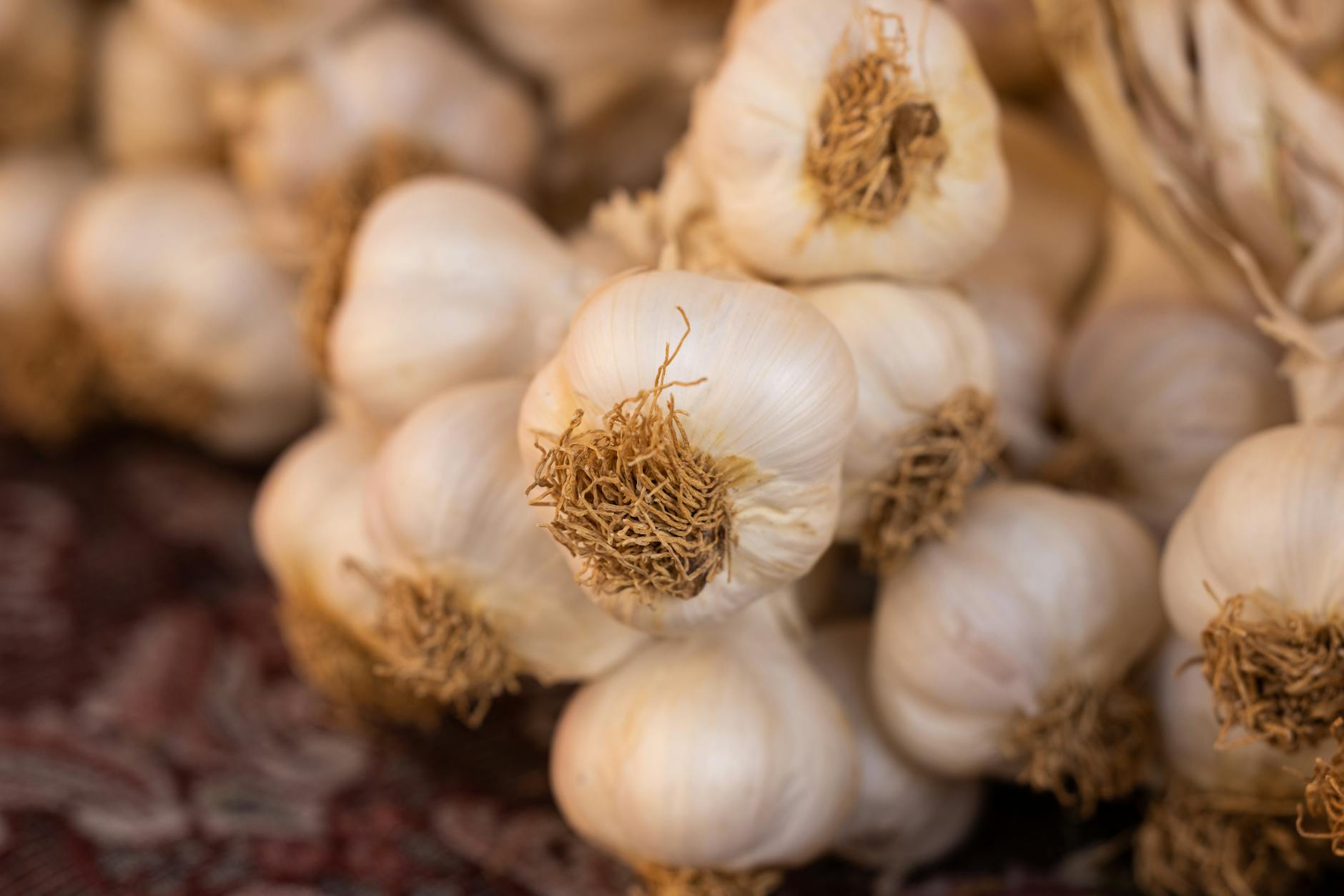 Garlic Bulbs