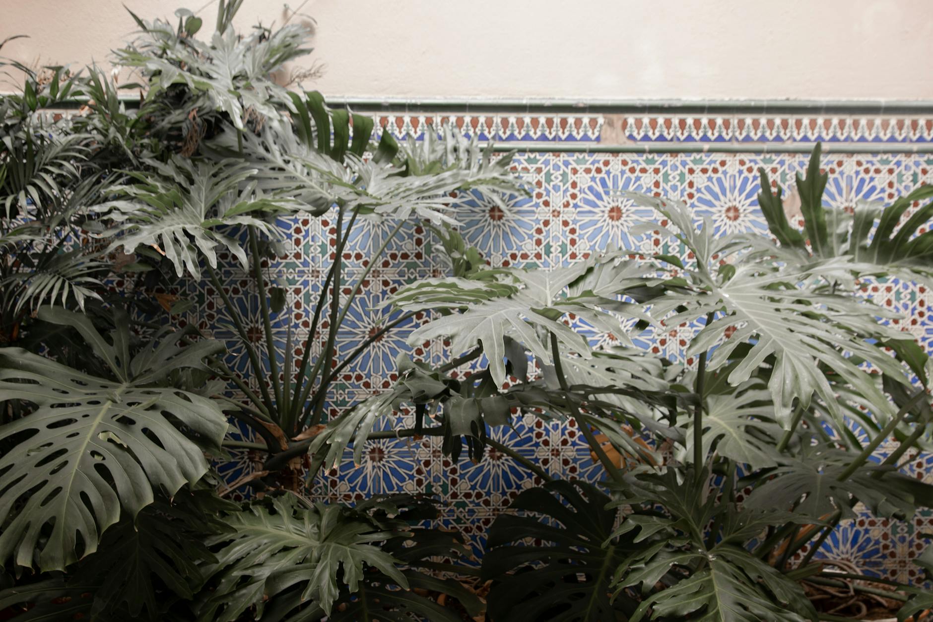 Fungus Gnat Houseplants