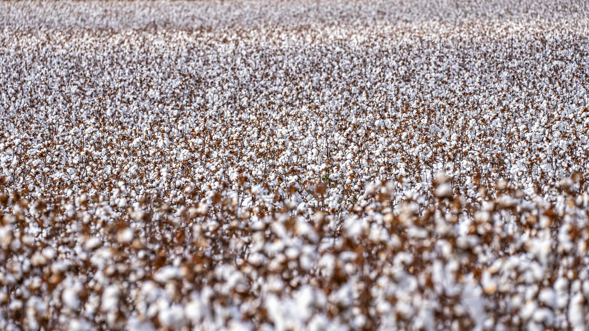 Degraded Cotton Field