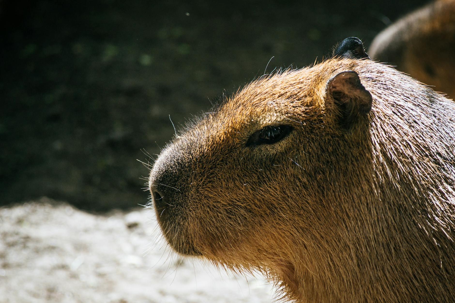 Capybara Animal