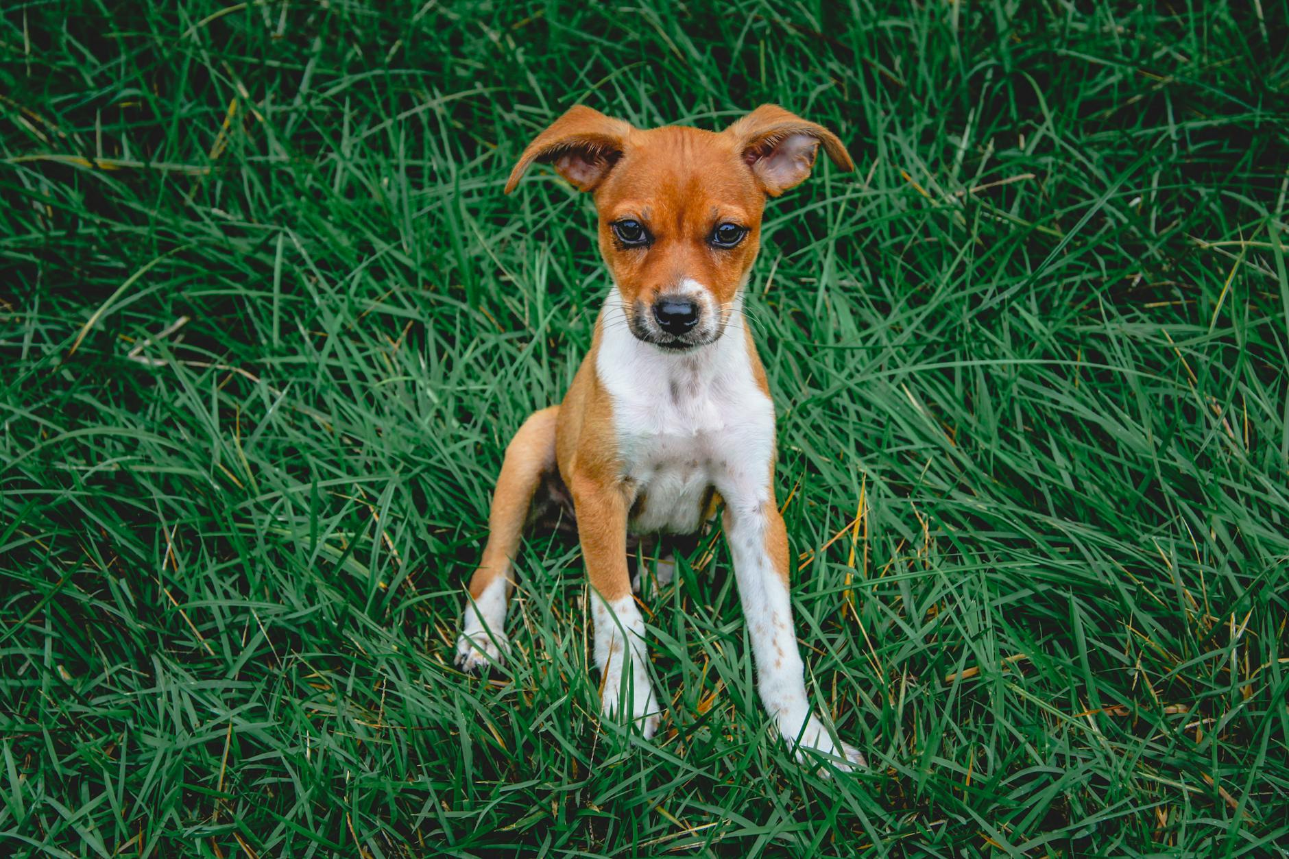 Rat Terrier Dog Breed
