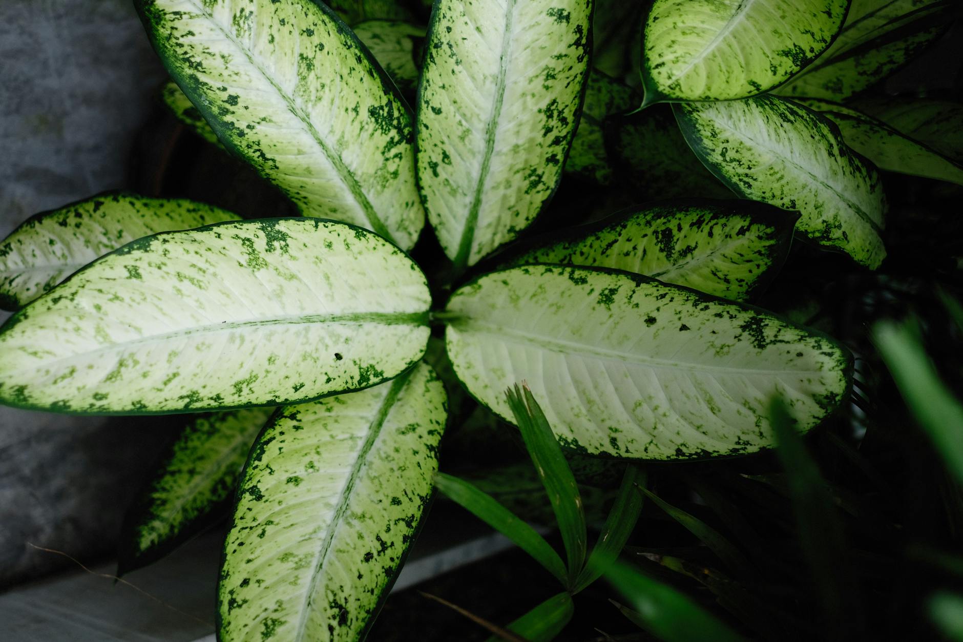 Dieffenbachia Plant