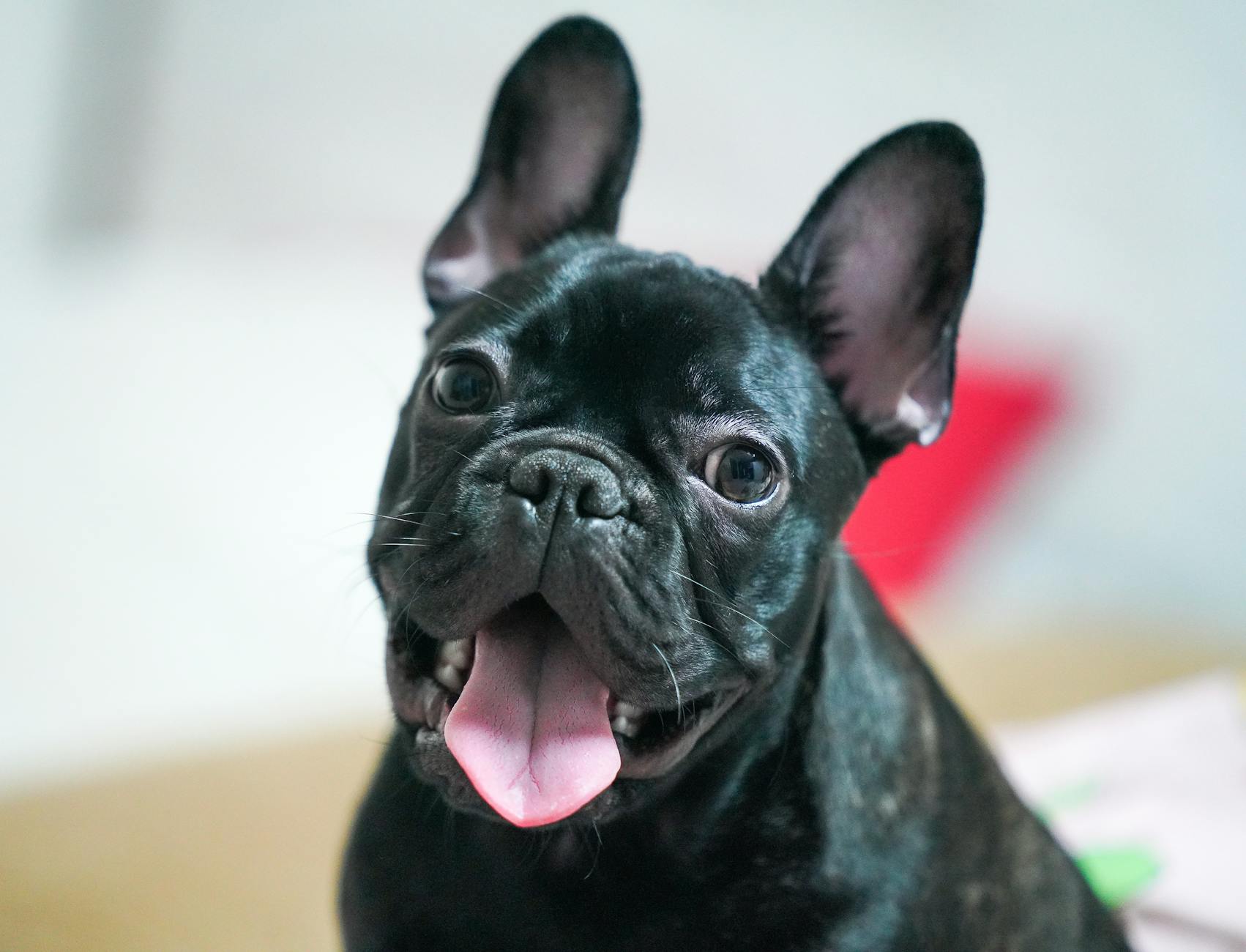 French Bulldog Dog Breed