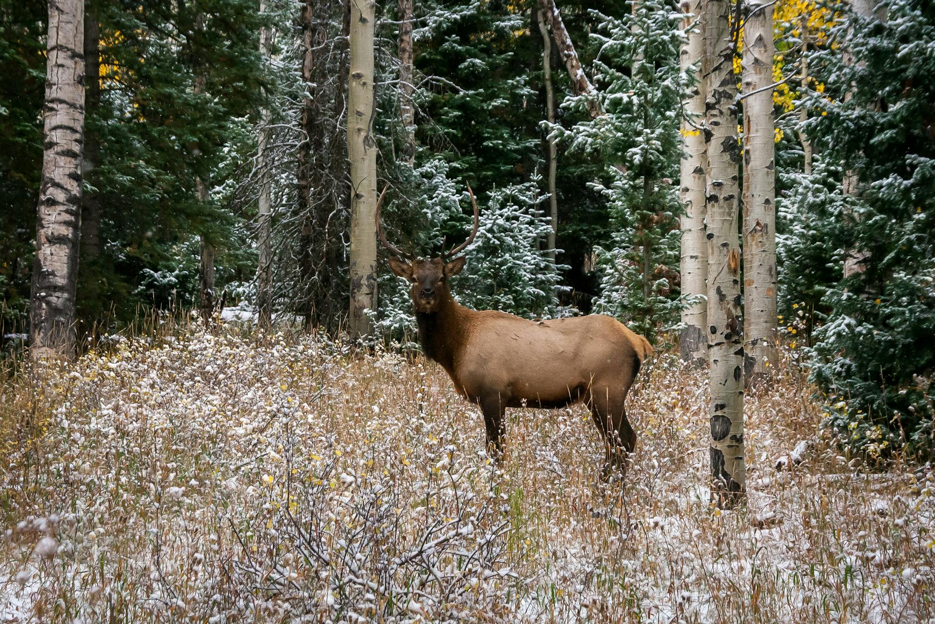 Elk 
