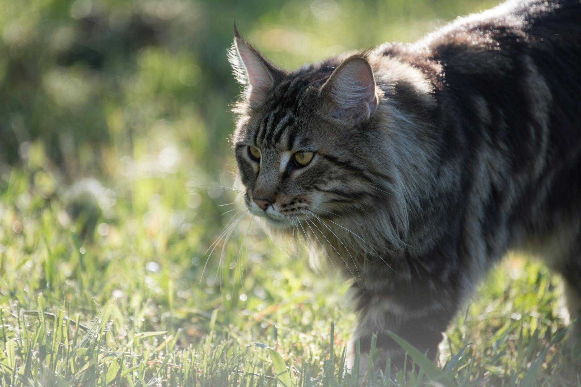 Maine Coon Cat Breed