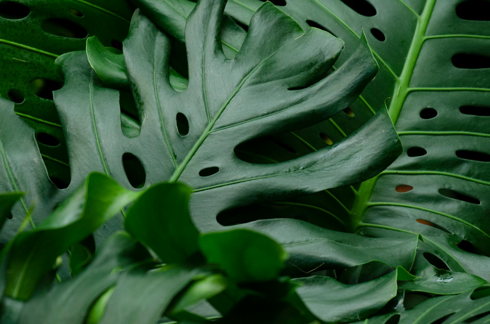 Philodendron Plant