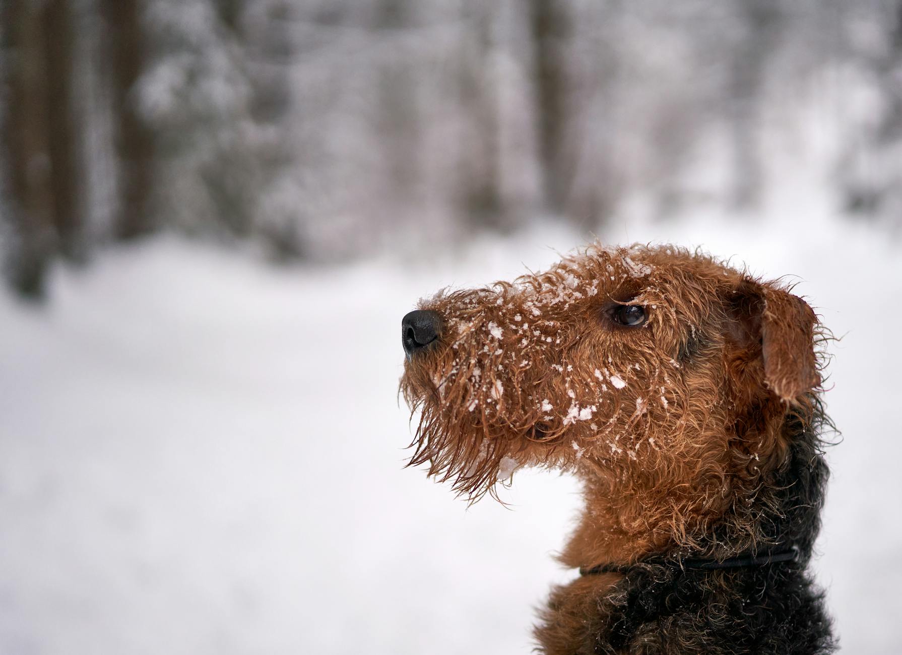 Airedale Terrier Dog Breed