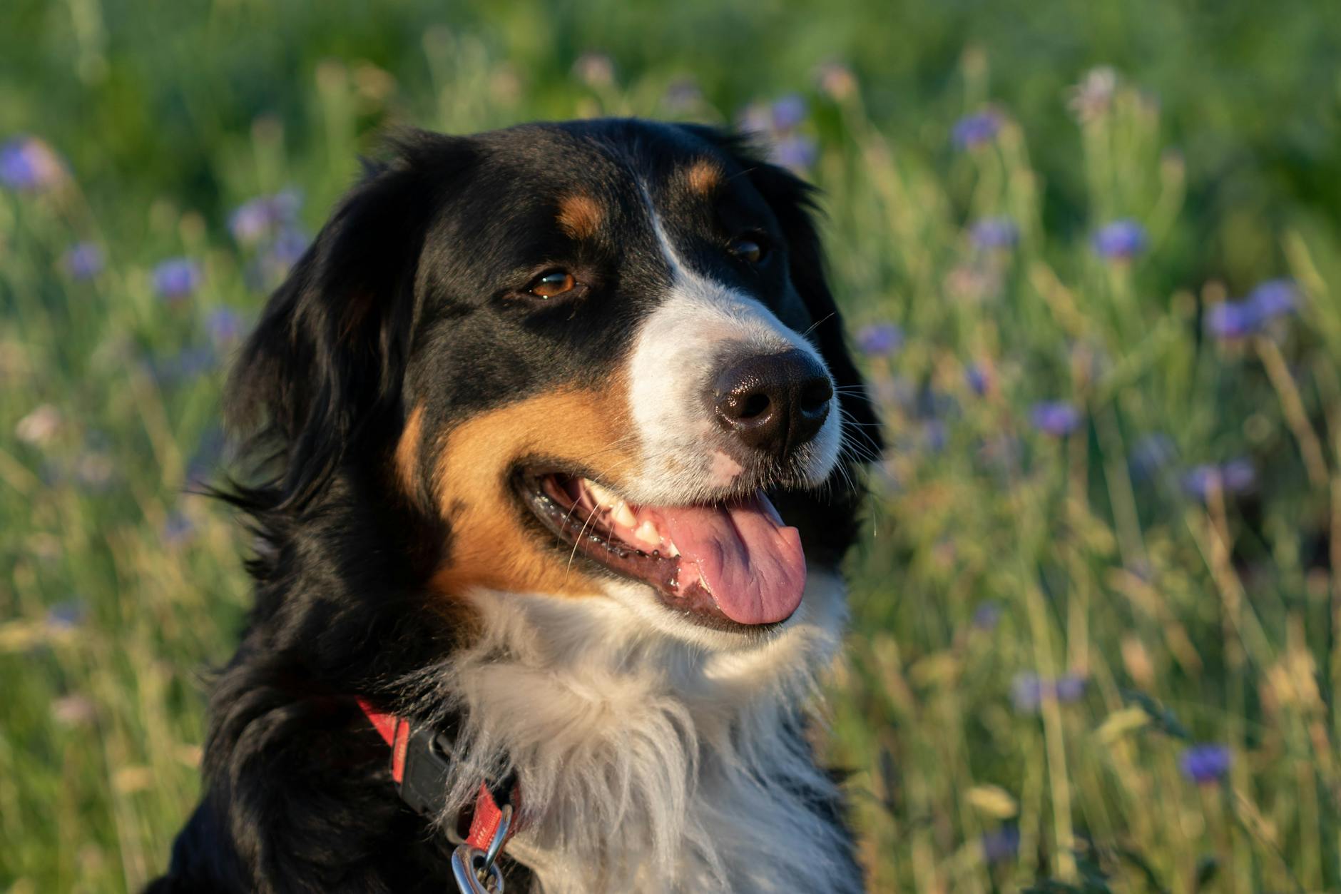 Bernese Mountain Dog Dog Breed