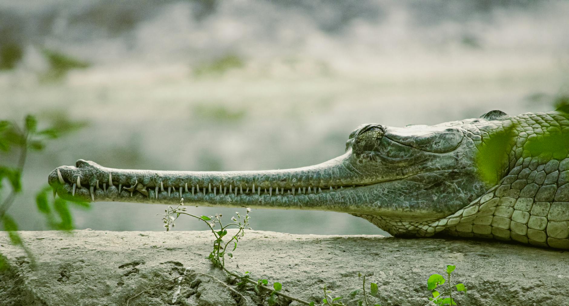 Gharial Predator