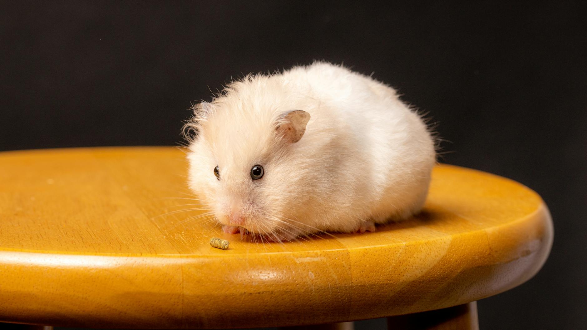 Hamster Pet