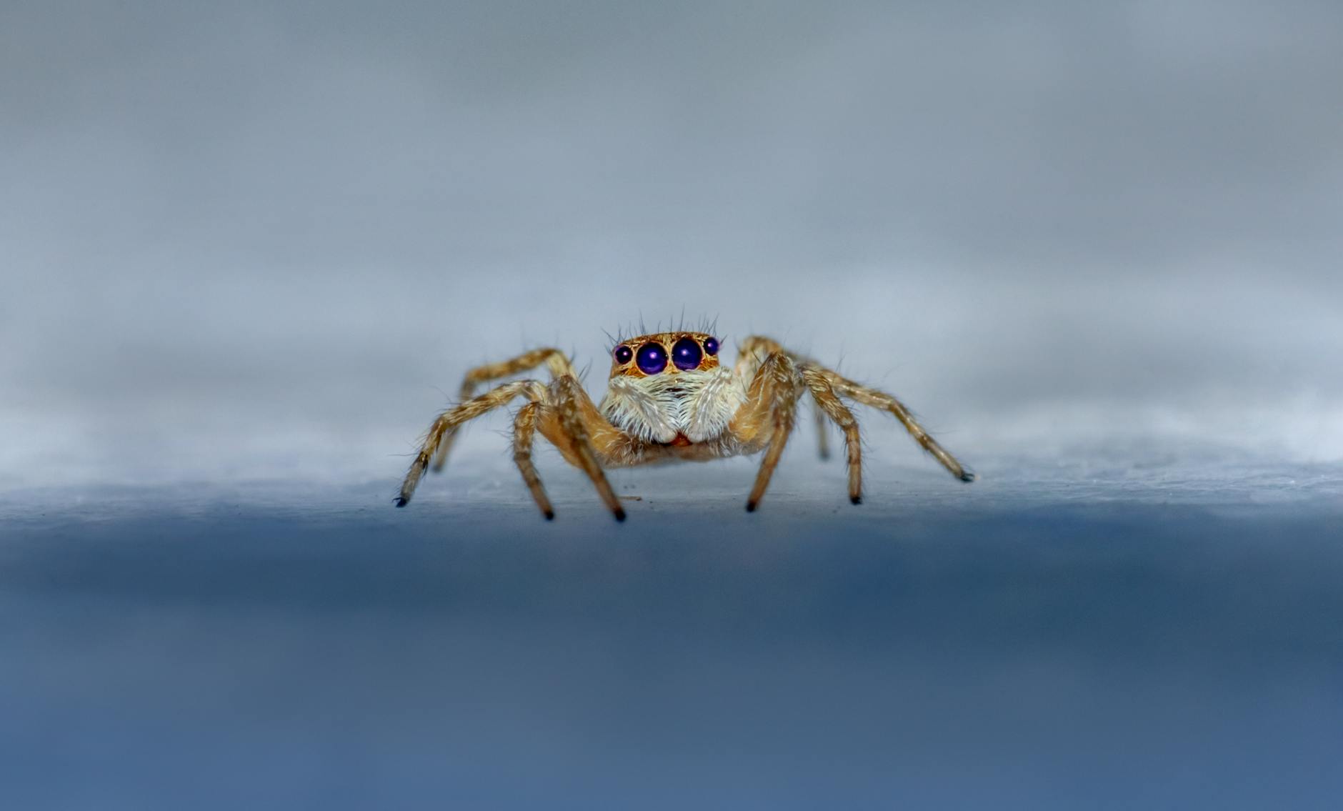 Jumping Spider Animal