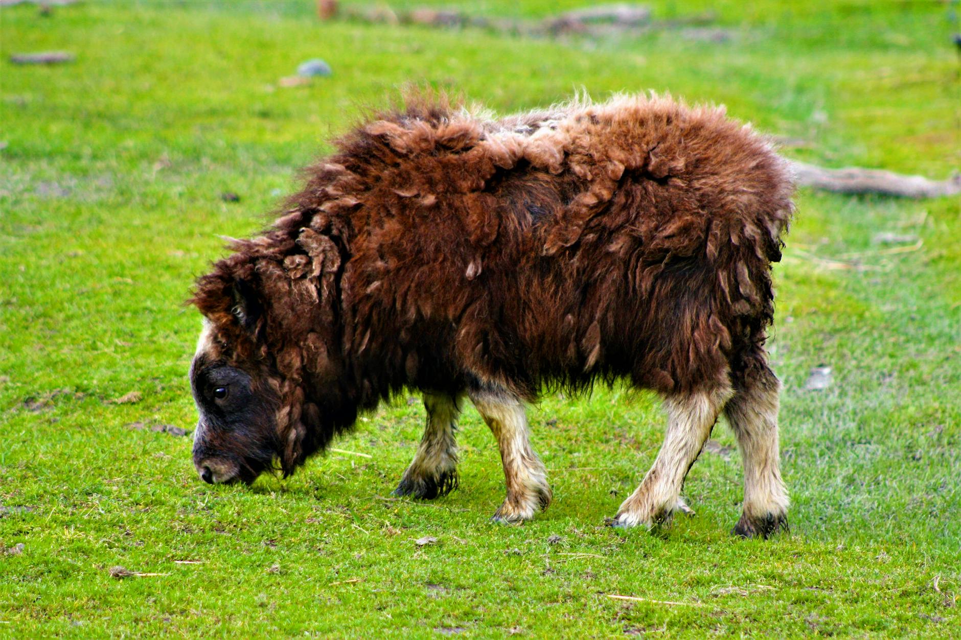 Musk Ox Animal