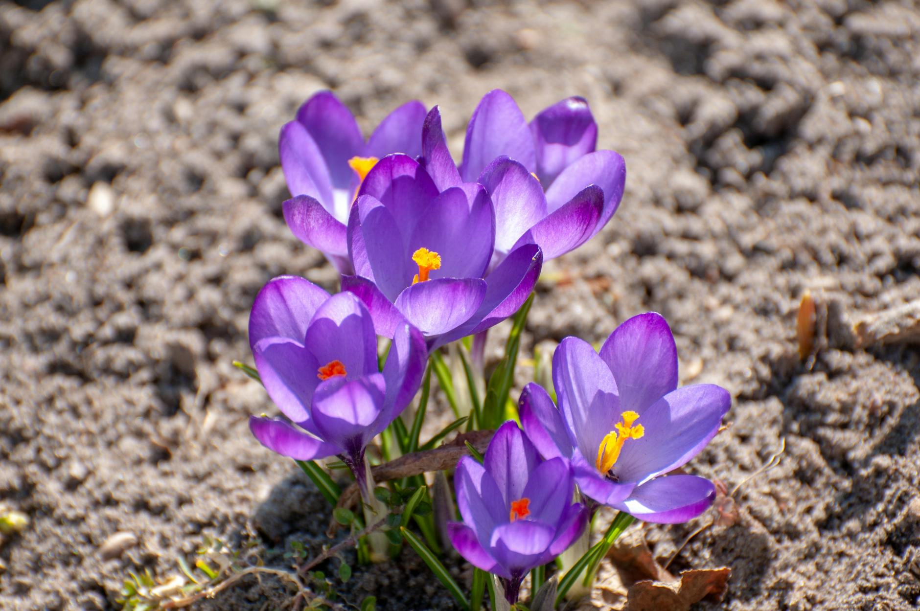 Autumn Crocus Plant