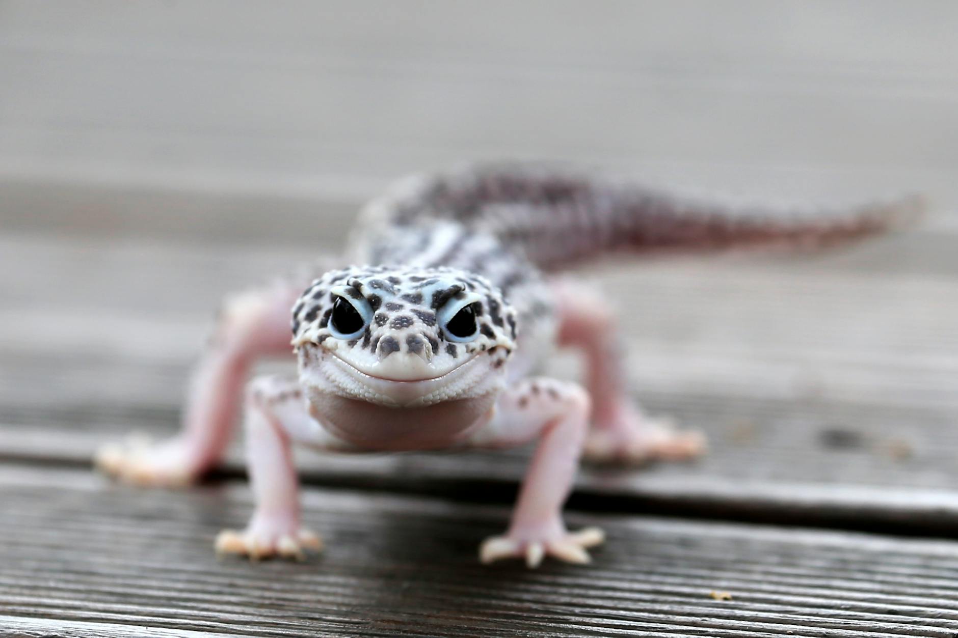 House Gecko Animal
