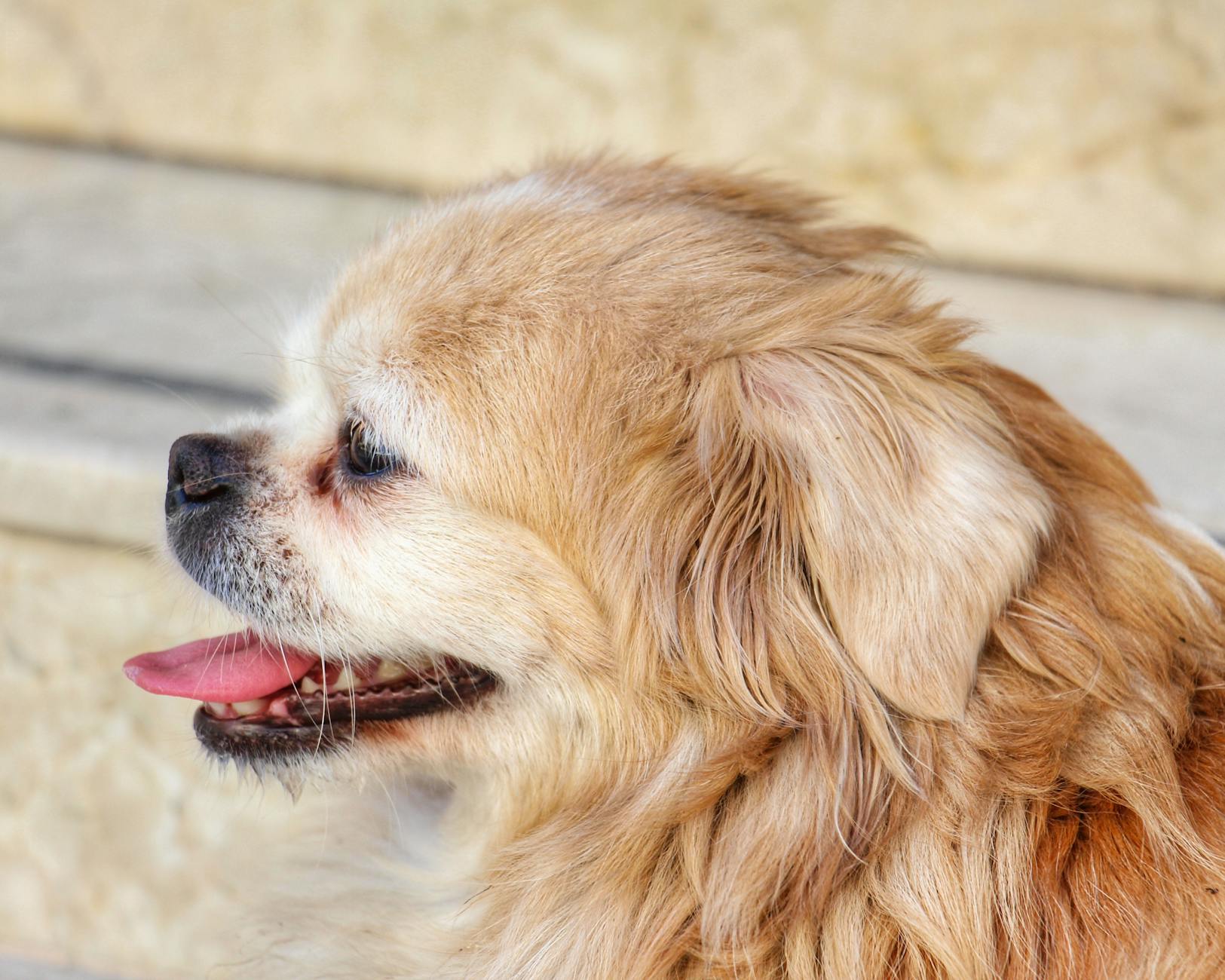 Tibetan Spaniel Dog Breed