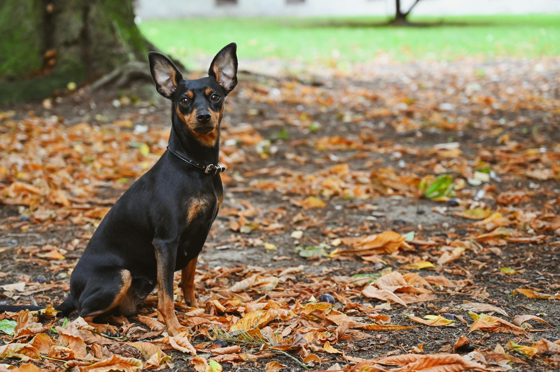 Miniature Pinscher Dog Breed