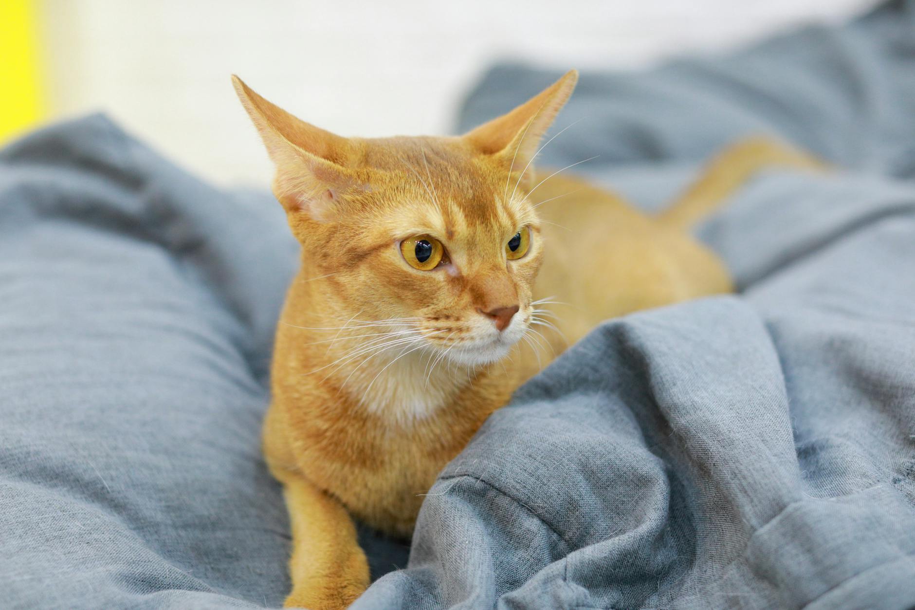 Abyssinian Cat Breed