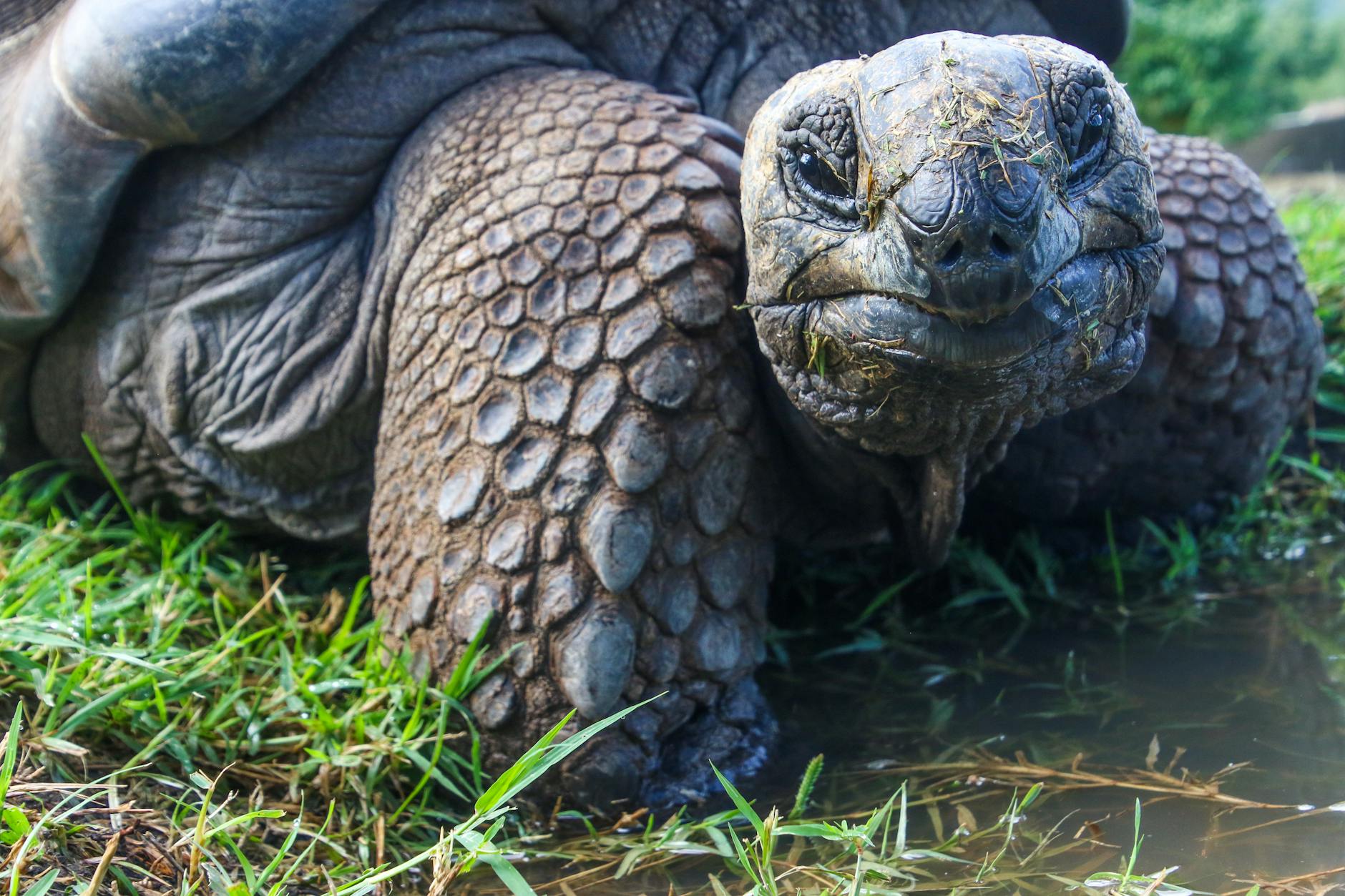 Giant Tortoise Animals