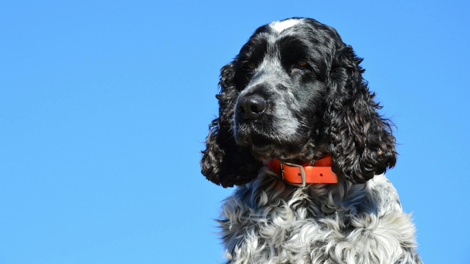 Clumber Spaniel Dog Breed