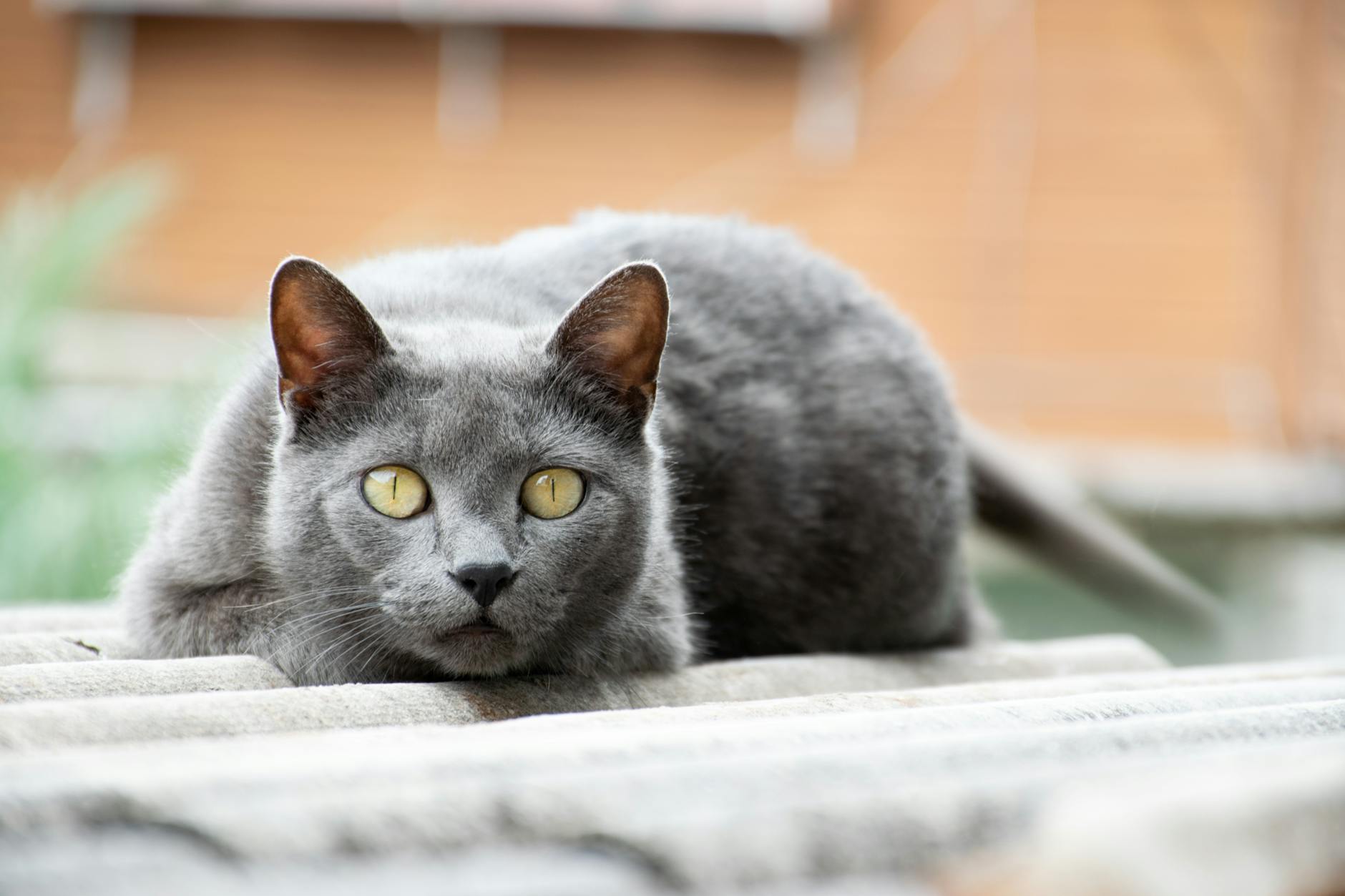 Chartreux Cat Breed