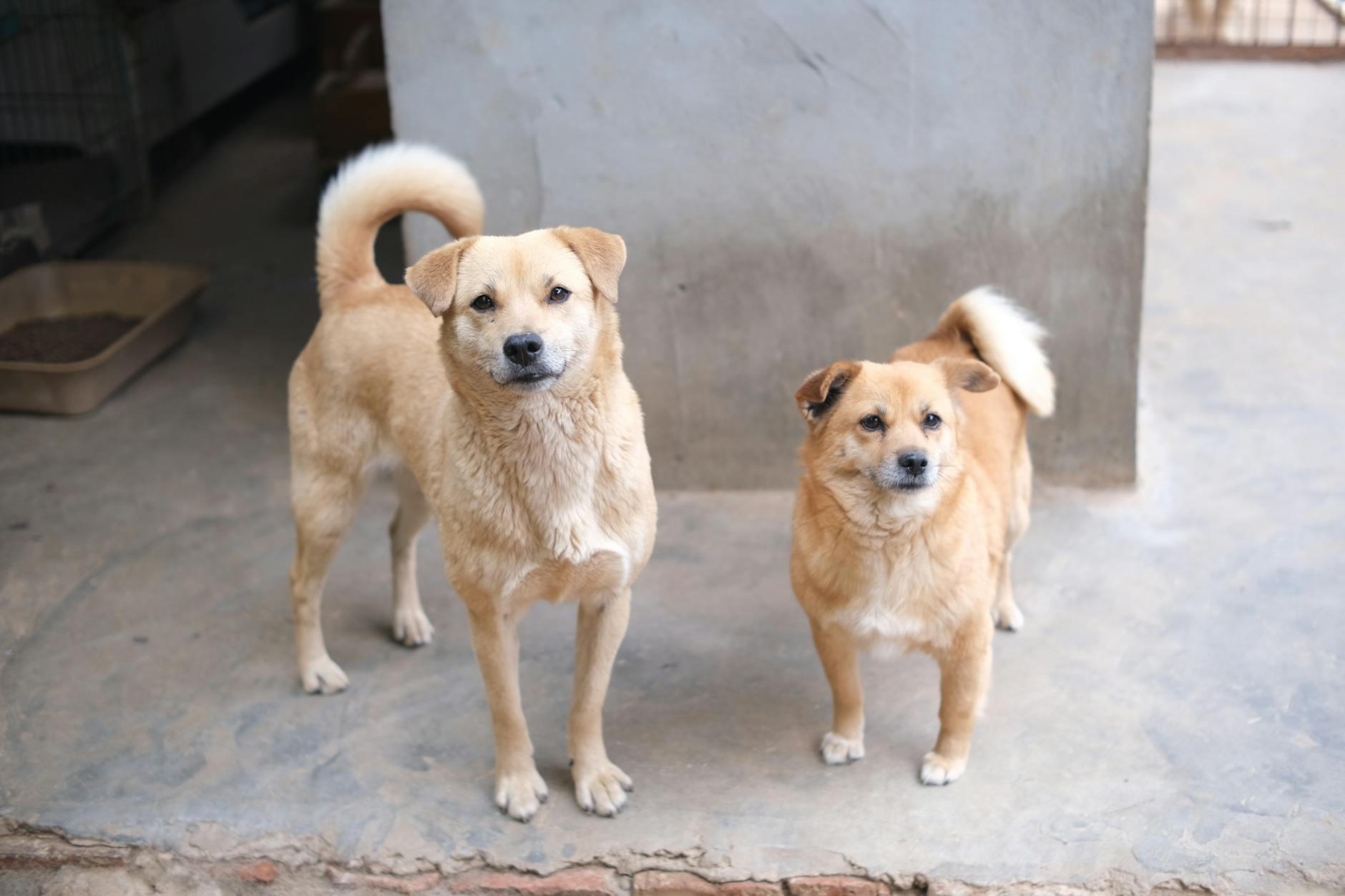 Mixed Breed Dog Breed