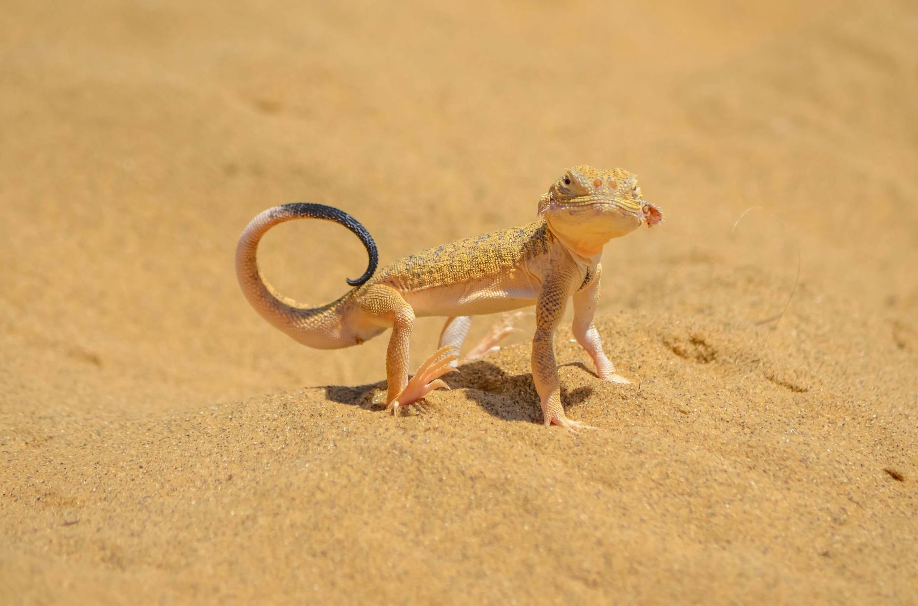 Toad-headed Agama