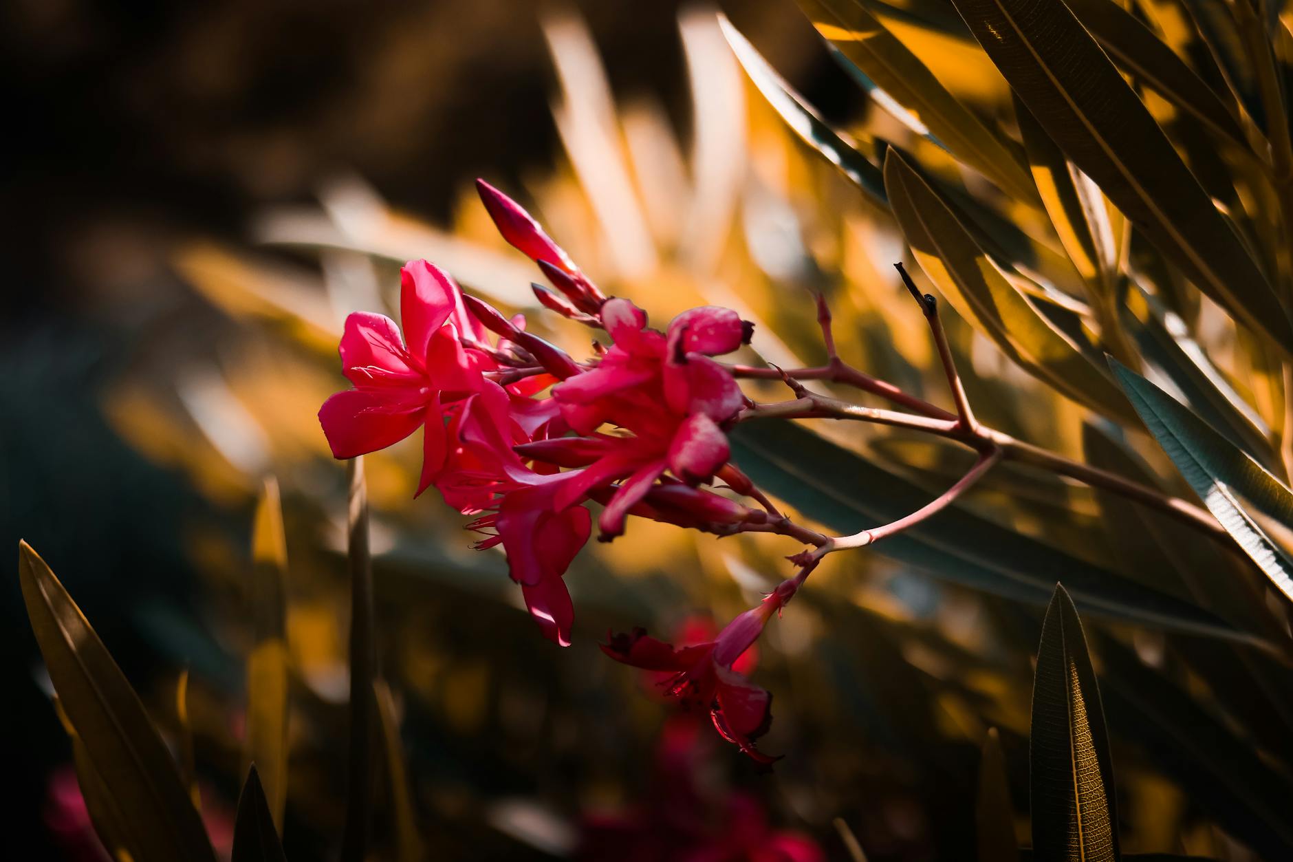Oleander Plant