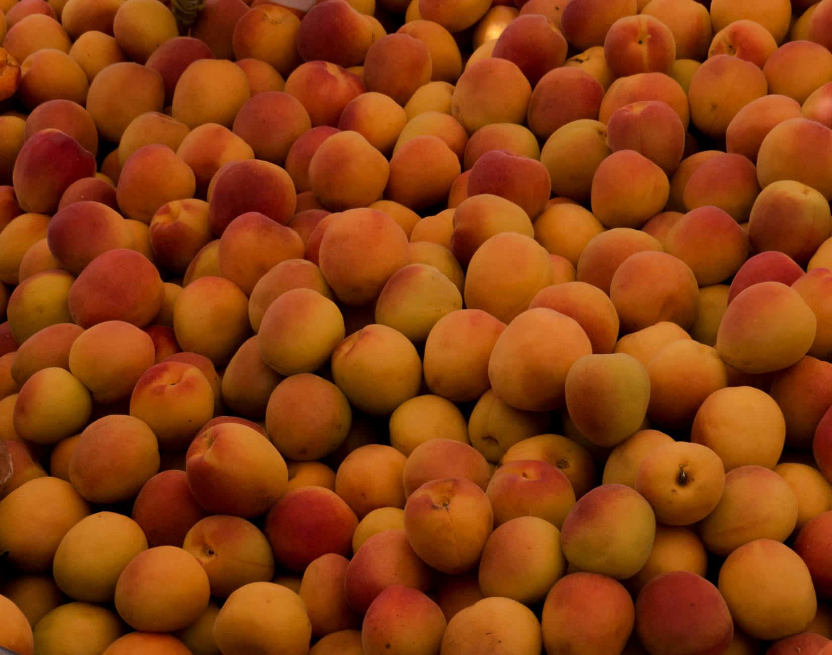 Apricot Fruit