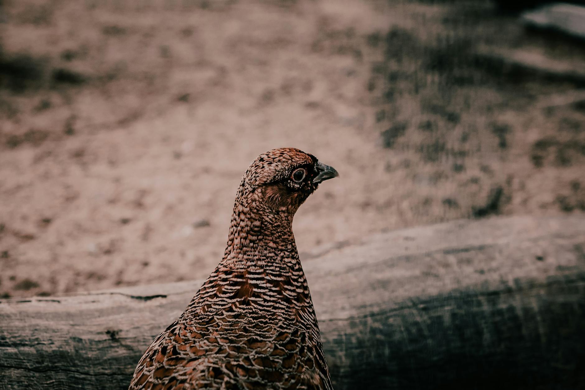 Ptarmigan Animal