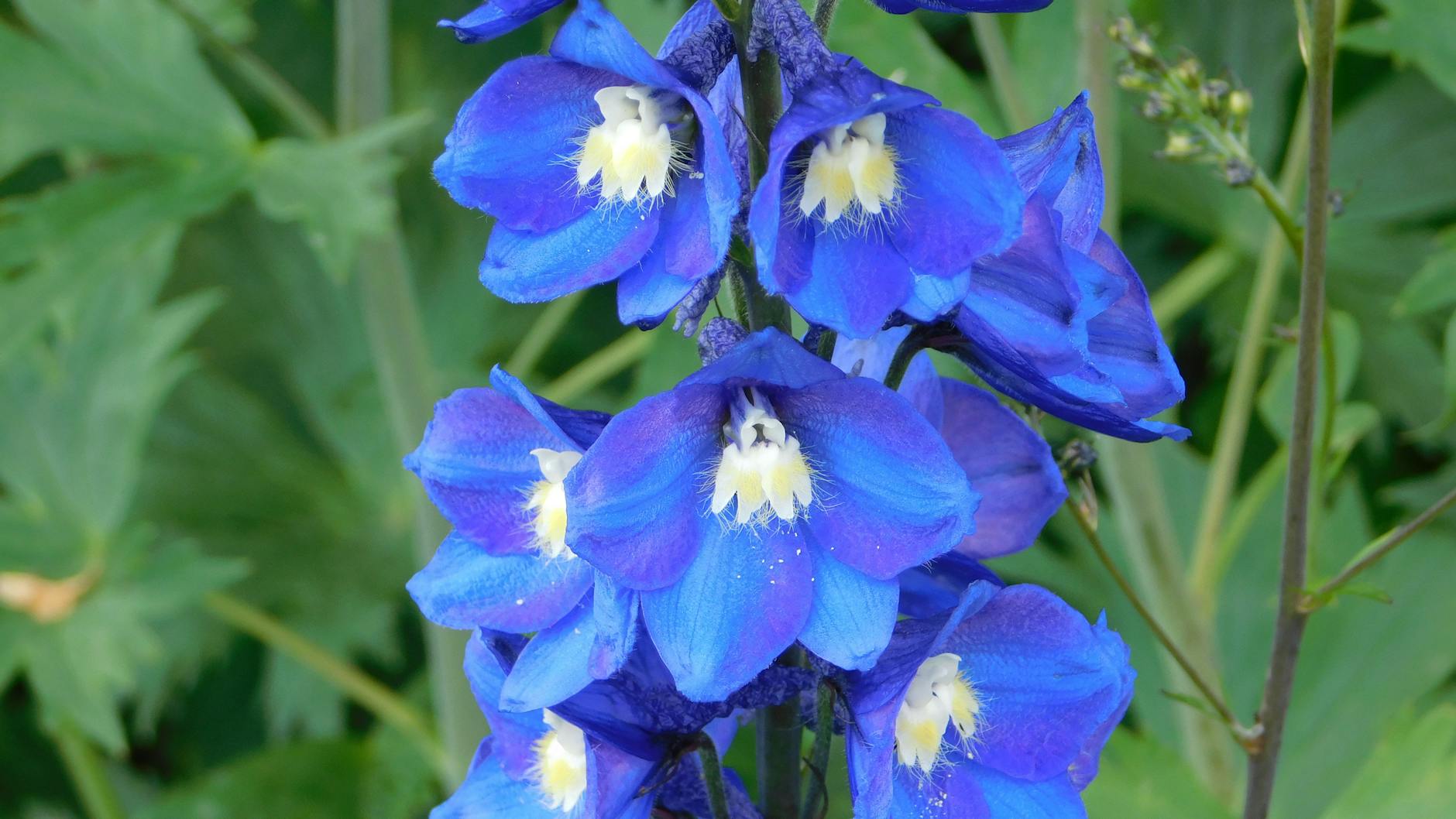 Delphinium Plant