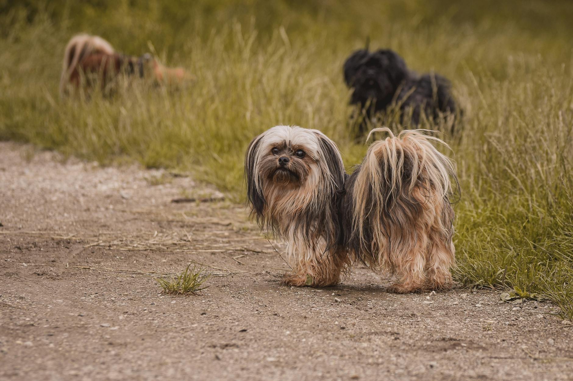 Lhasa Apso Dog Breed