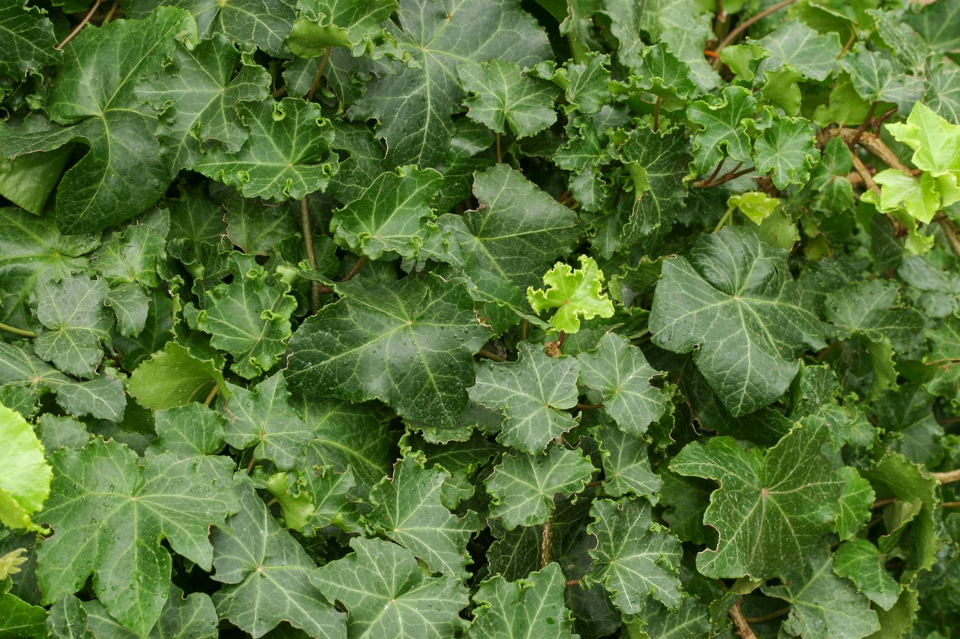 Dense Ground Cover Plants