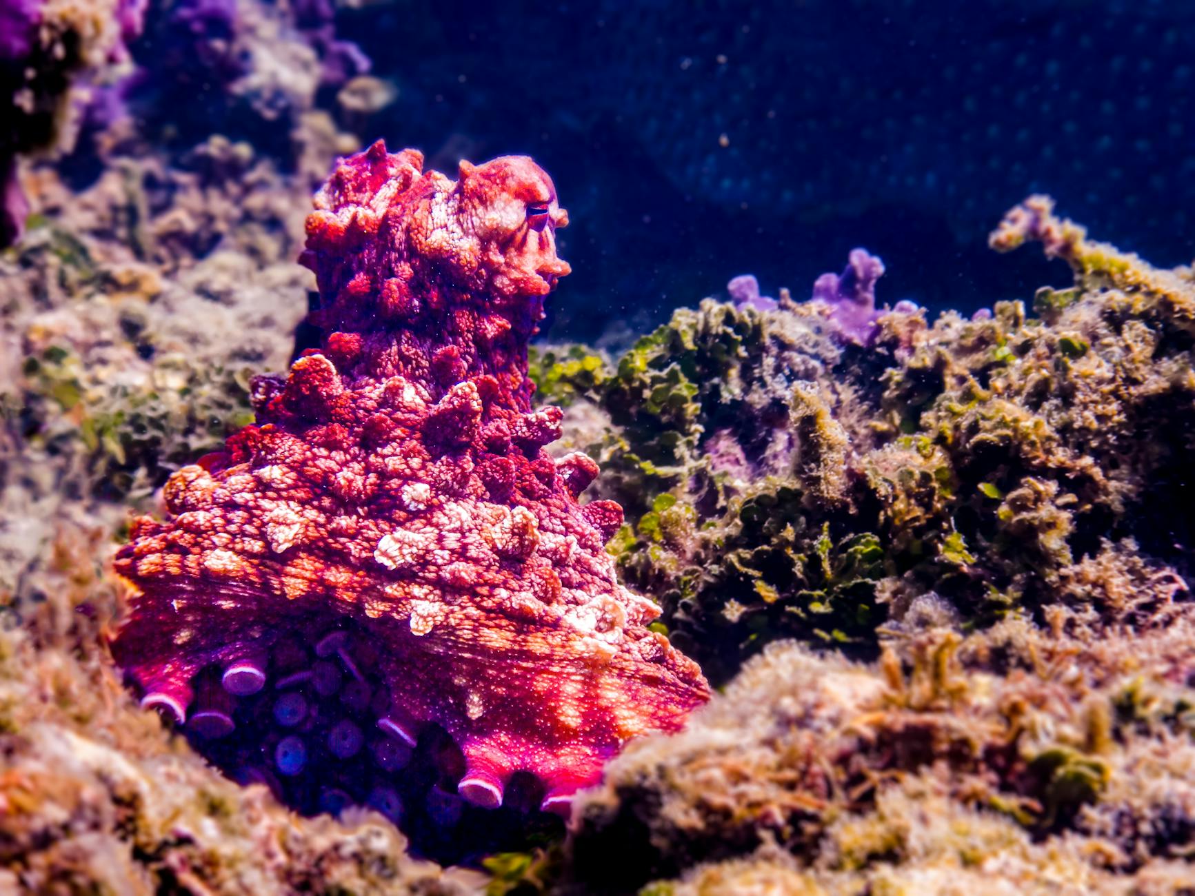 Mimic Octopus Animal