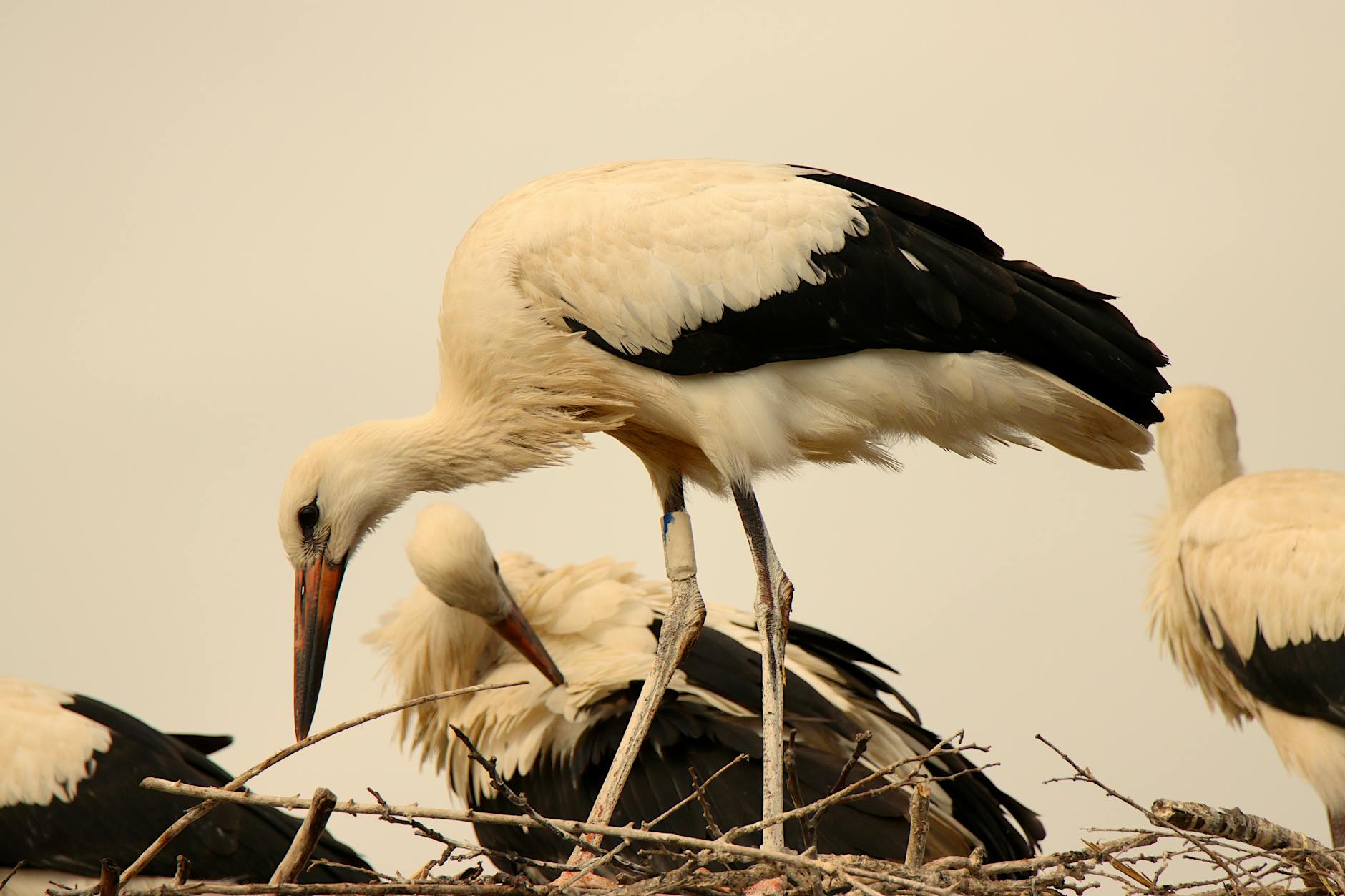 White Storks Animals