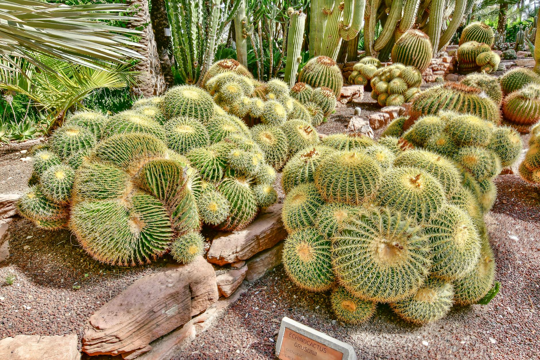 Drought-Tolerant Garden