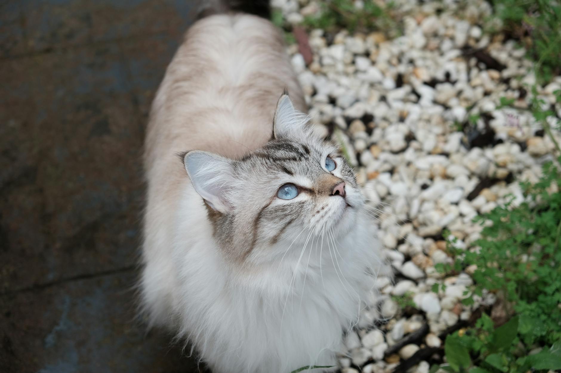 Siberian Cat Breed