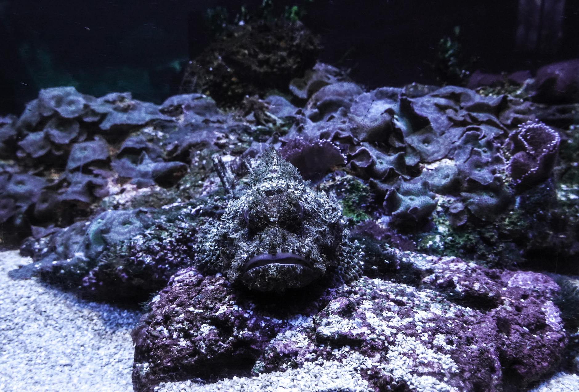 Stonefish Animal