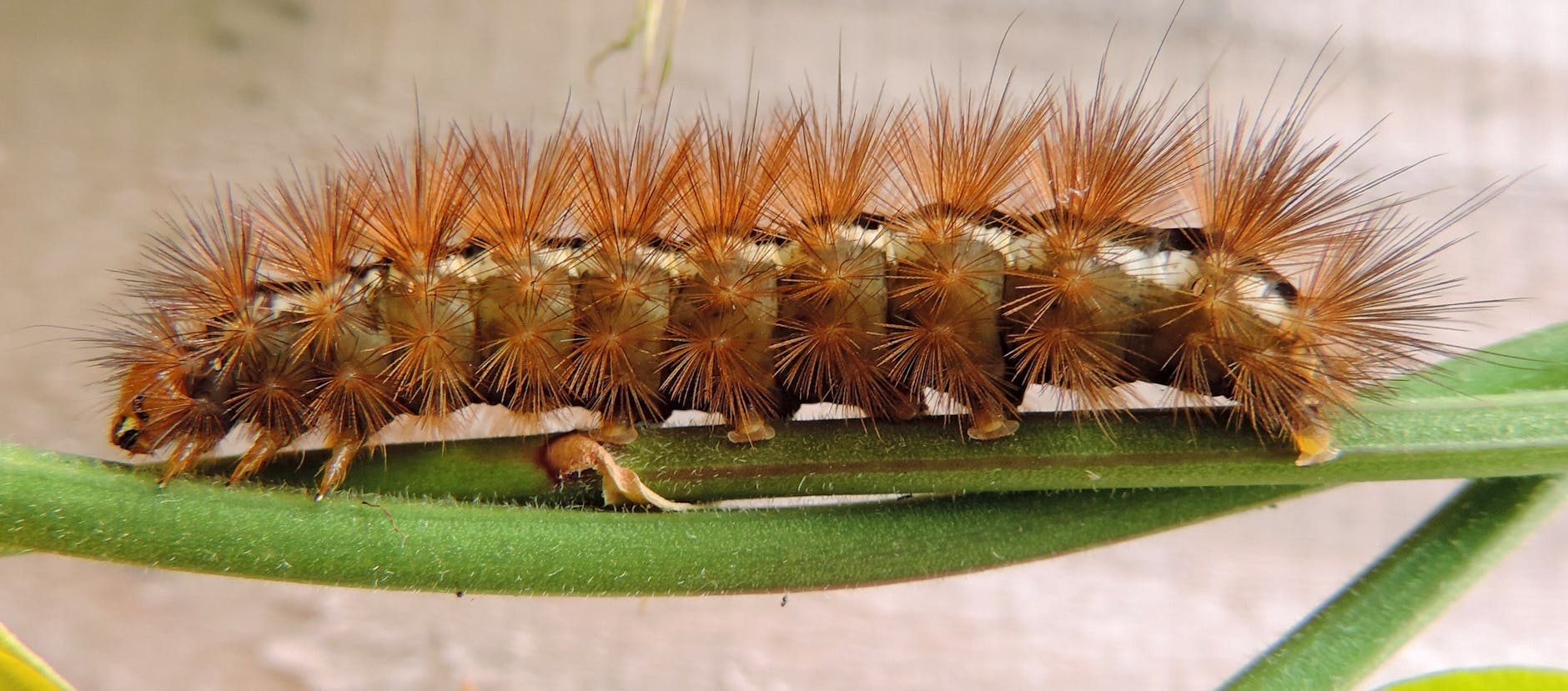 Baron Caterpillar Animal