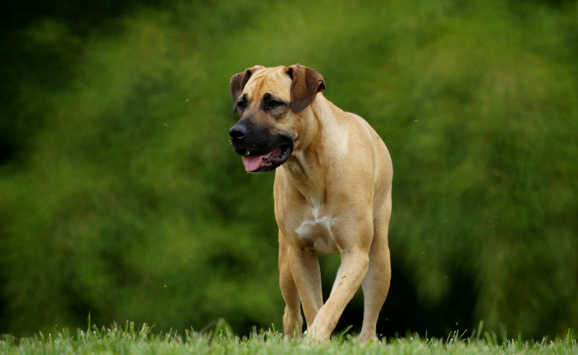 Boerboel Dog Breed