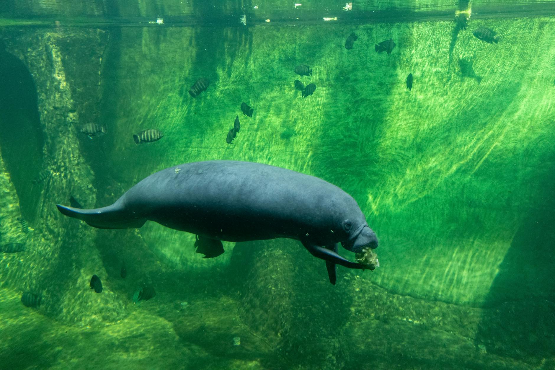 Manatee Animal