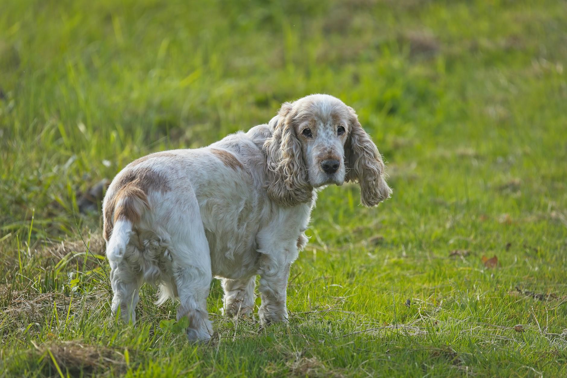 Boykin Spaniel Dog Breed