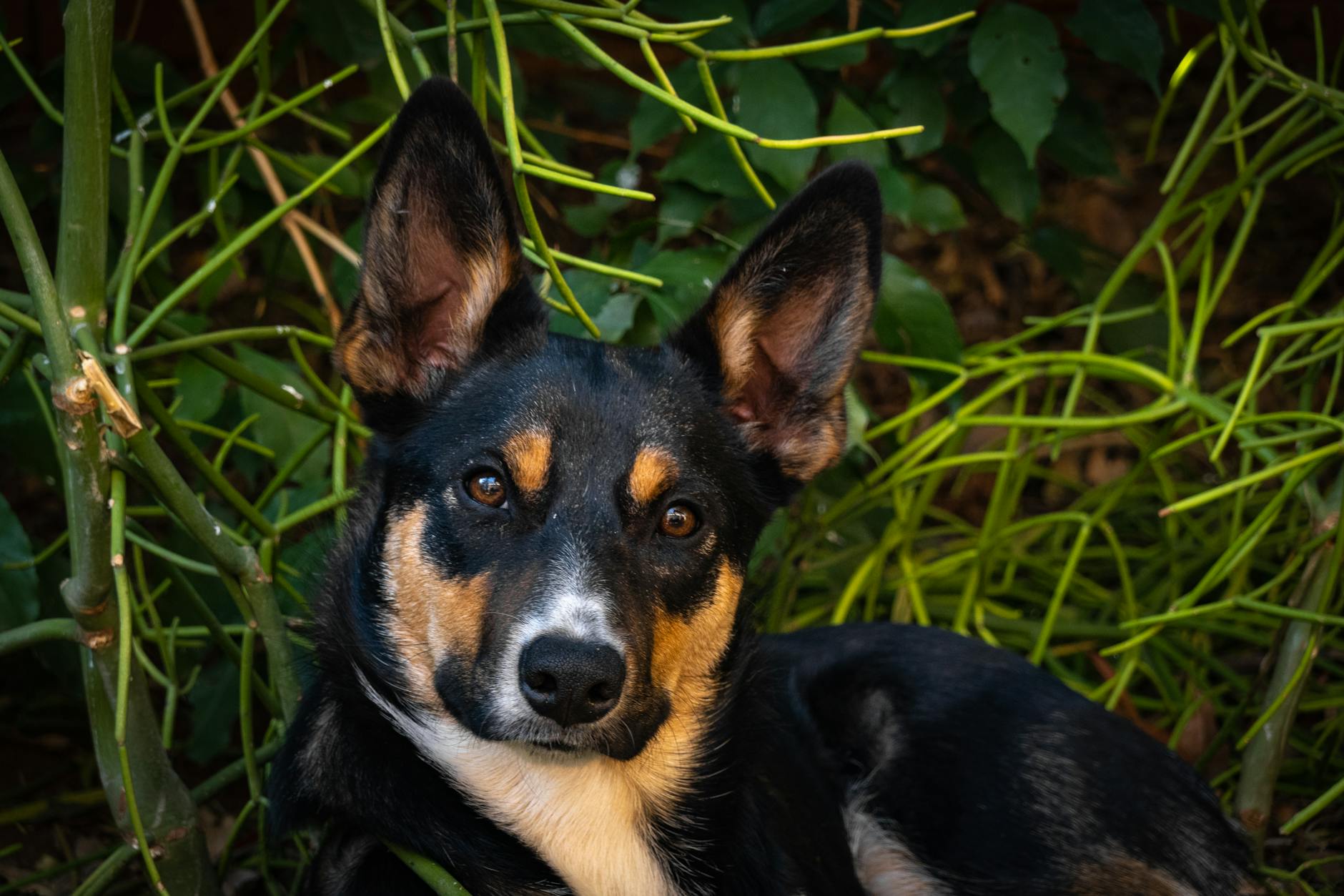 Kelpie Dog Breed