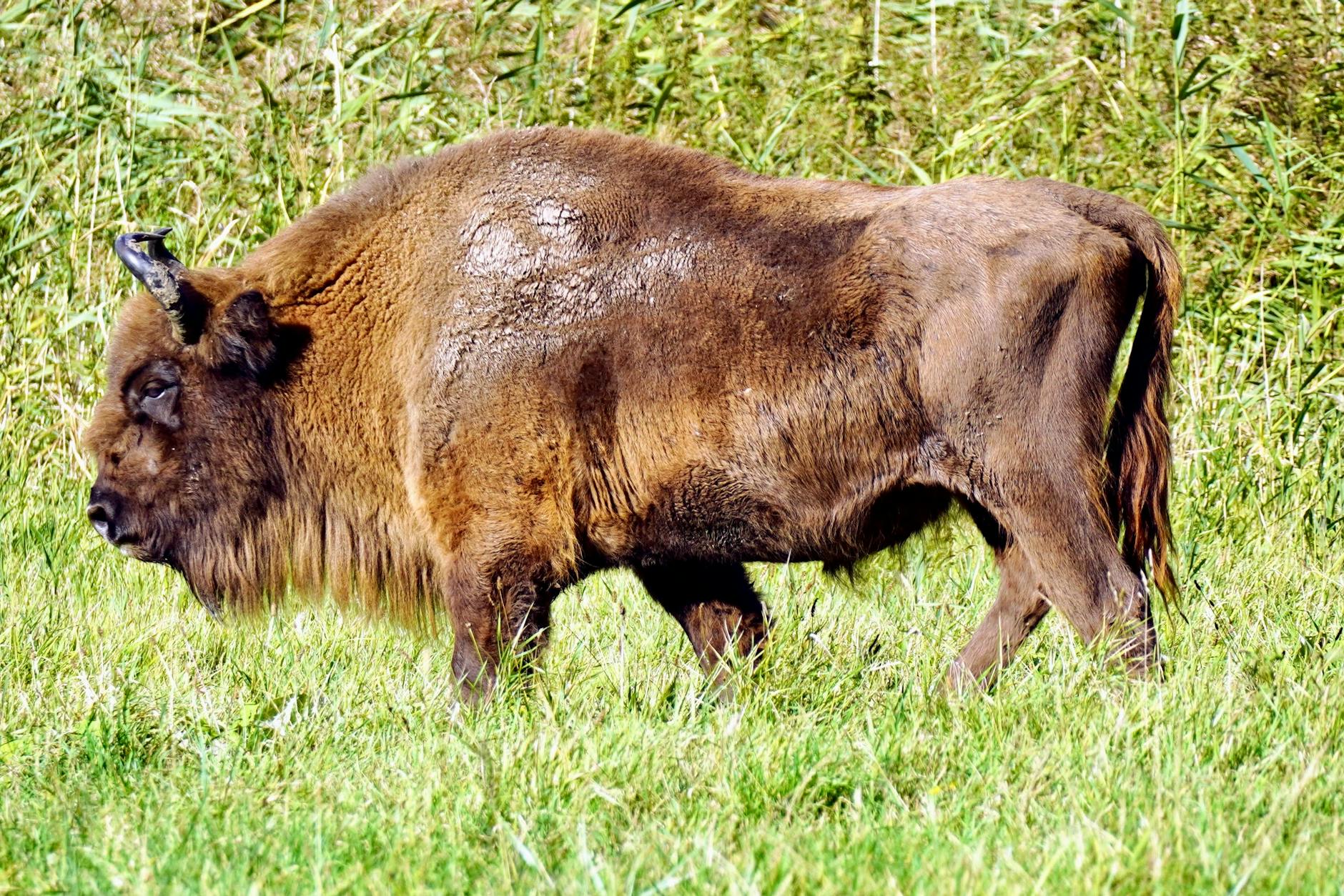 Bison Animals