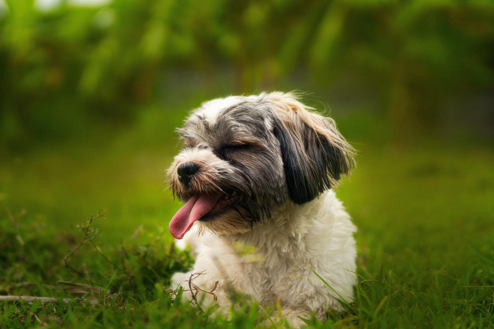 Shih Tzu Dog Breed