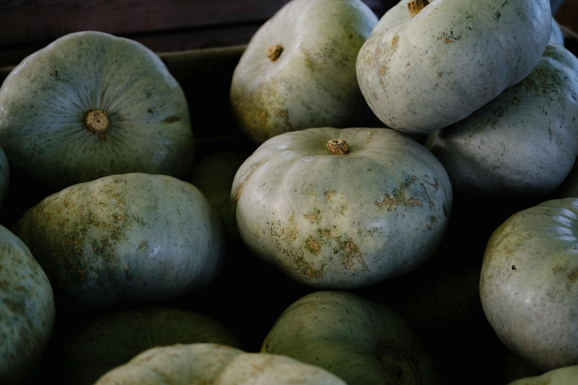Winter Squash Food