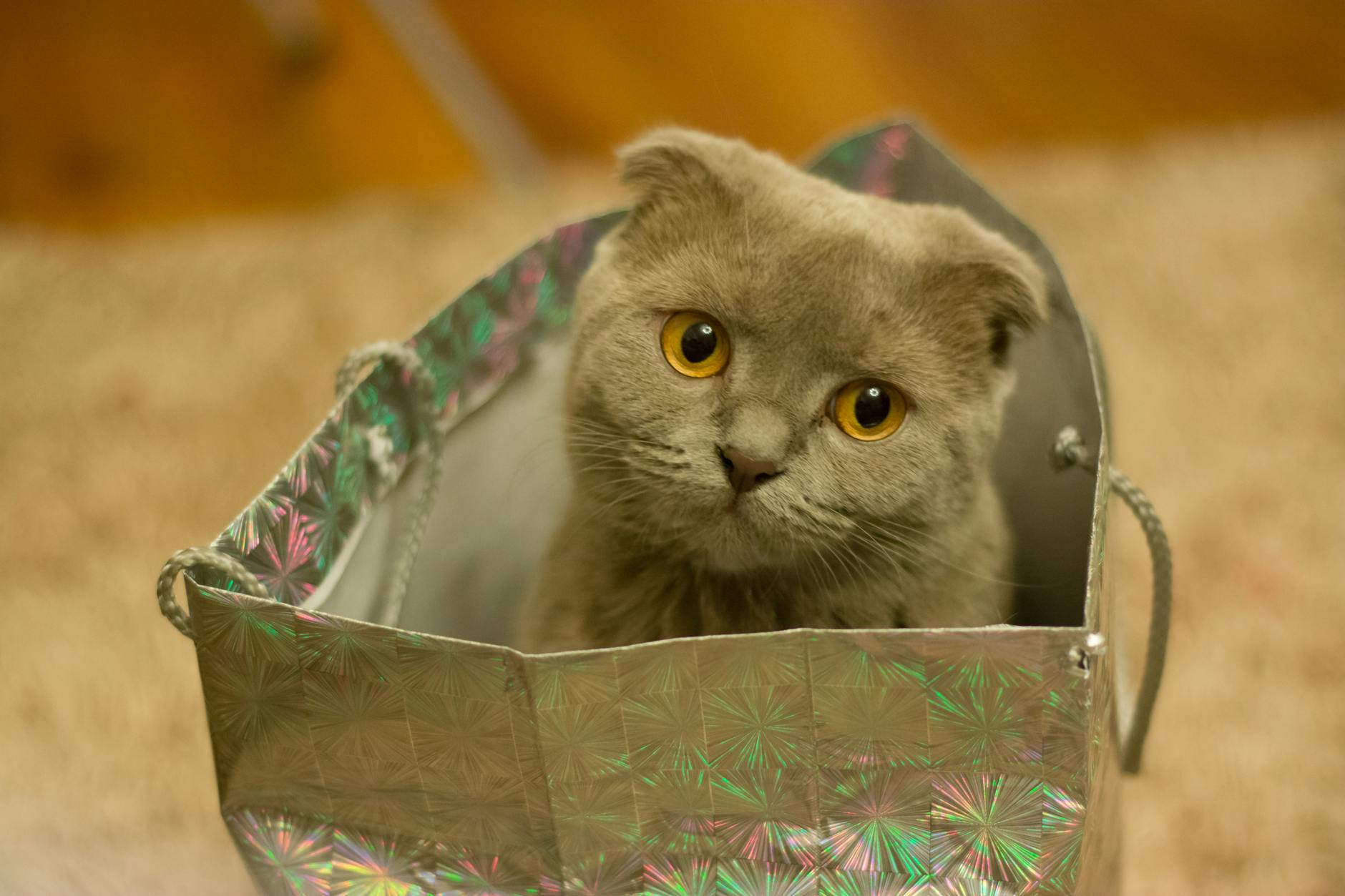 Pets In Bags