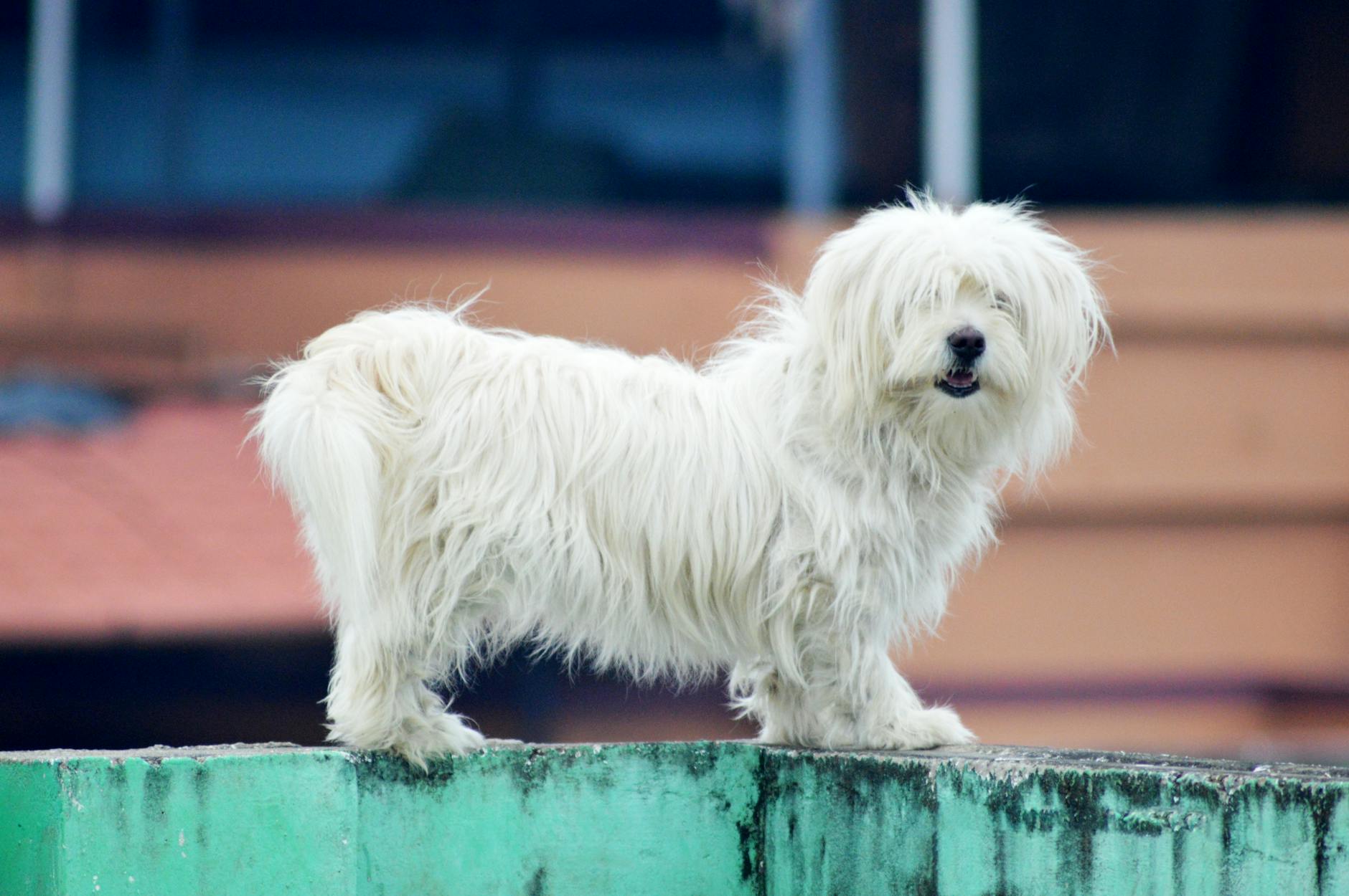 Coton De Tulear Dog Breed