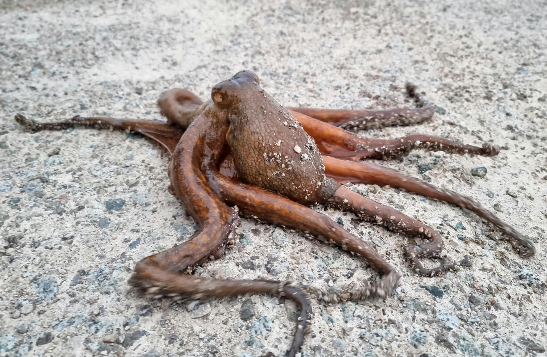 Giant Pacific Octopus Animal